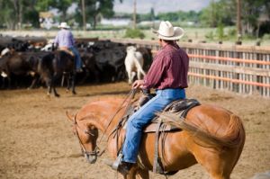 on horseback herding cattle